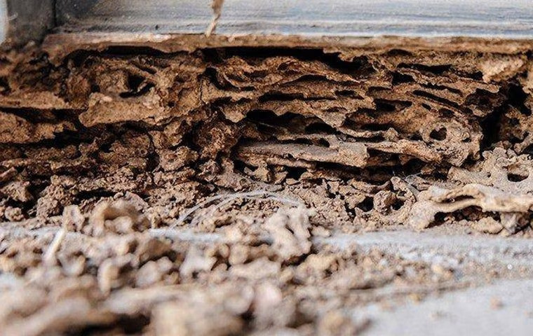 Are You Having A Hard Time With Termite Control In McKinney?