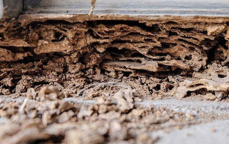 Are You Having A Hard Time With Termite Control In McKinney?