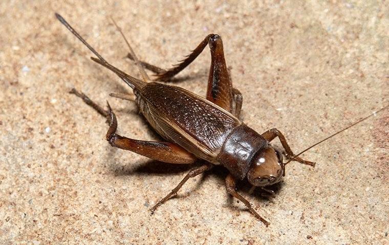 How Do I Keep These Loud Crickets Away From My McKinney Home?