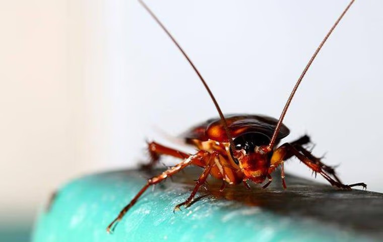 How To Tell If Your Anna Home Has A Roach Problem
