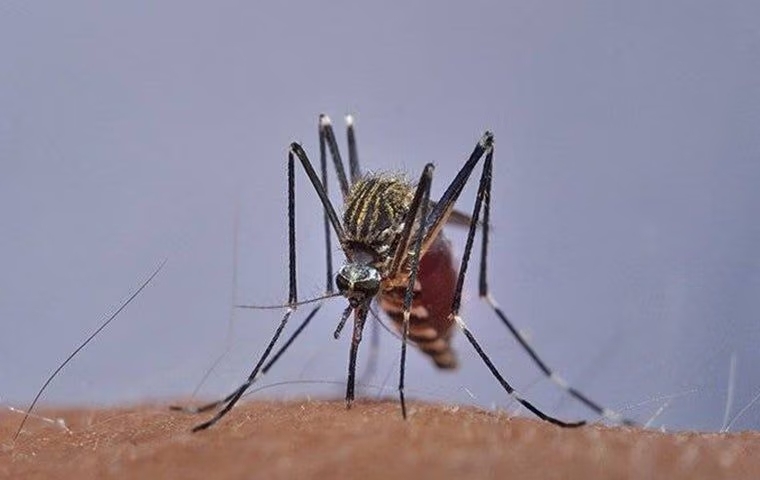 Why Do Mosquitoes In Anna Bite?