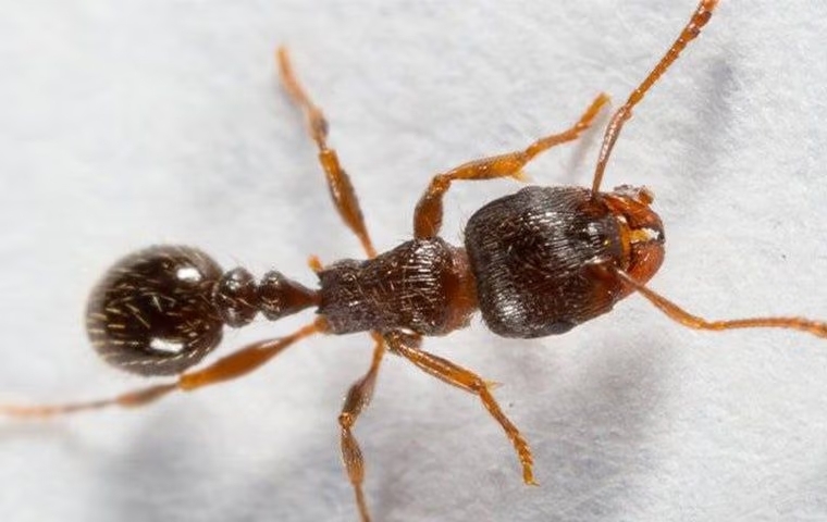 How To Get Rid Of Pavement Ants On My Anna Property