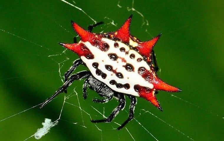 What Should I Do If I Spot A Lot Of Spider Webs On My Anna Property