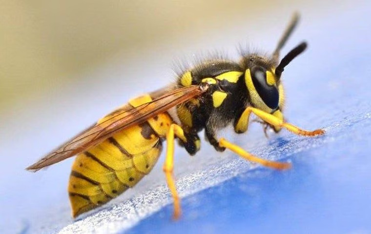 How Dangerous Are Yellow Jackets In Anna?