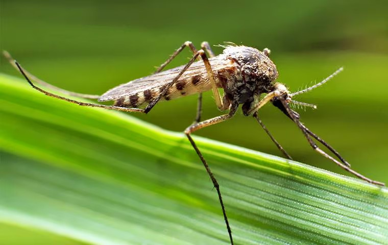 All The Ways You Attract The Mosquitoes In Anna, TX