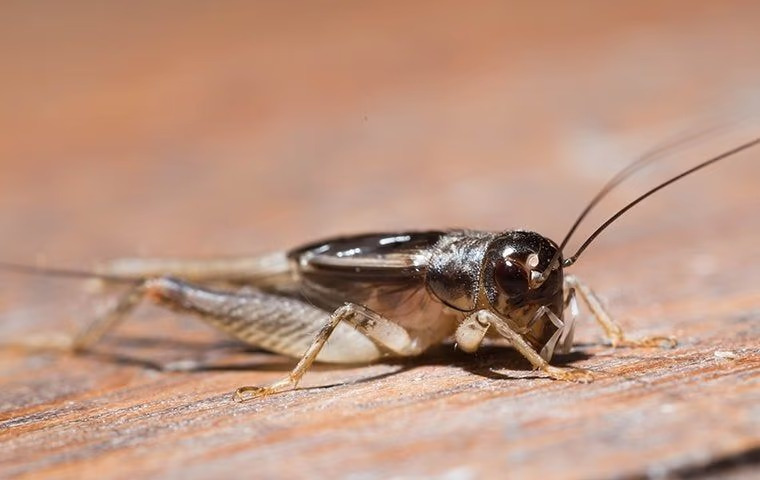 Keeping Crickets At Bay: Effective Prevention Techniques For Your Anna Home
