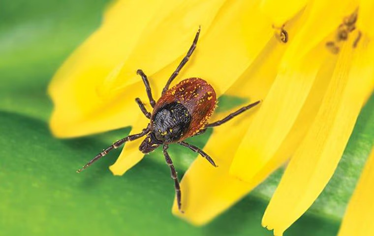 How Dangerous Are Ticks In Anna?