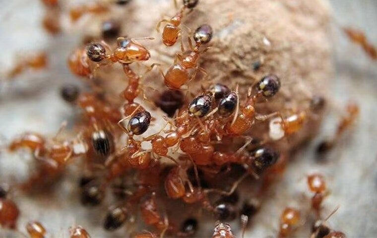 All The Problems Fire Ants Bring To Anna Properties