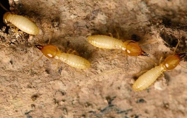 How To Tell If Your Anna Property Has A Termite Problem