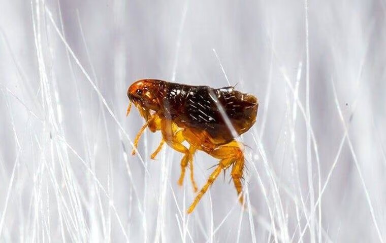 How To Keep Fleas And Ticks Away From Your Anna Property
