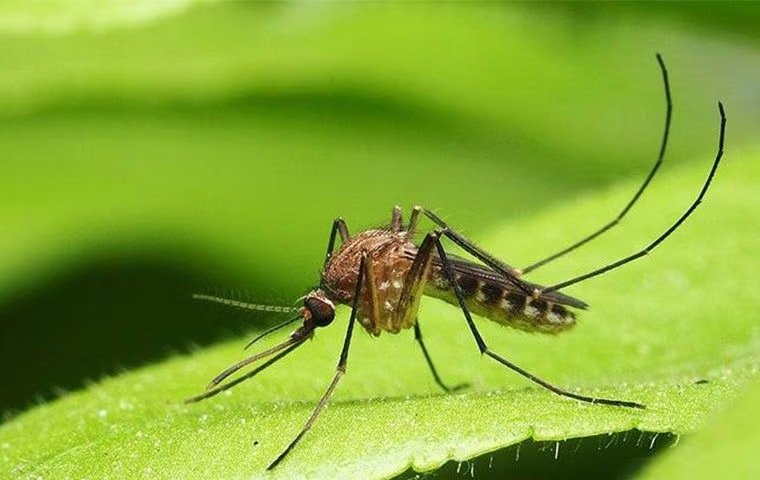 What Every Anna Resident Should Know About Mosquito Control