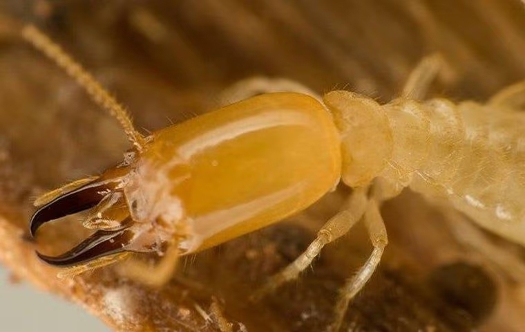 Van Alstyne’s Drywood Termites: What You Need To Know