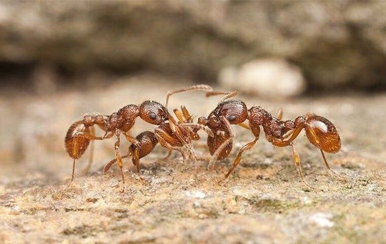 The Secret To Keeping Fire Ants Away From Your Anna Property