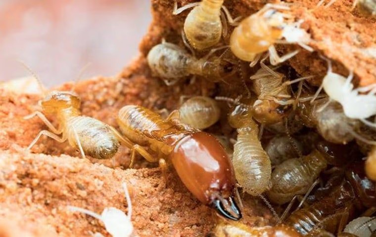 Termite Season Tips And Tricks For Anna Residents