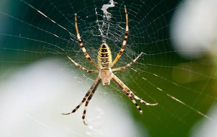 How To Kill Off The Spider Population In And Around Your Mckinney Home