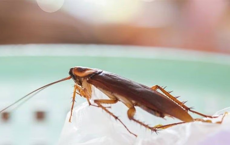 How To Stay Safe From The Cockroaches In Anna