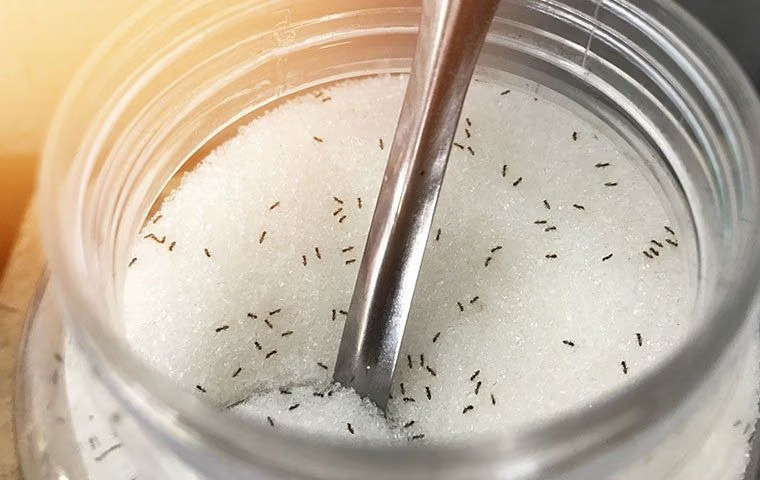 How Ants Get Into Your Anna Home And How To Keep Them Out