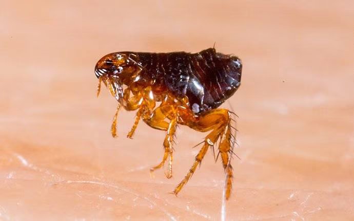 Fleas Can Cause Major Problems In Anna