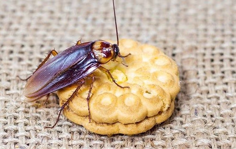The Problems Associated With American Cockroaches In Anna