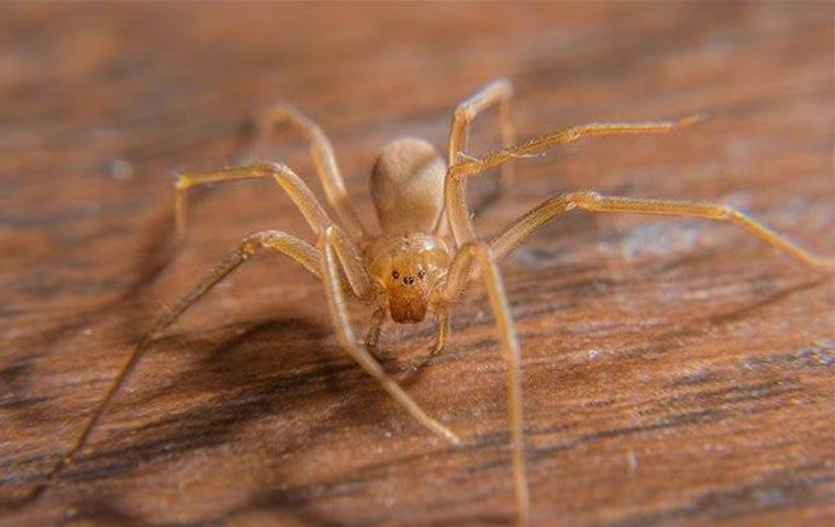 Are There Brown Recluse Spiders In Anna, Texas?