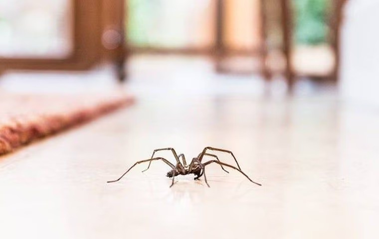House Spiders In Anna: What To Do