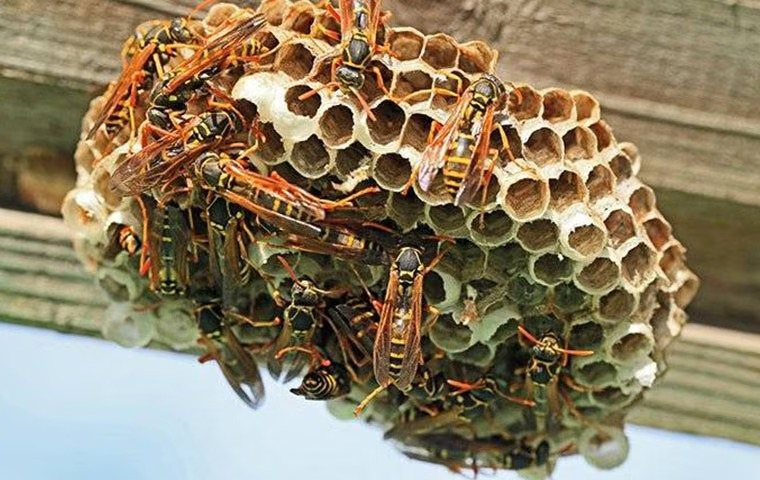 Anna Property Owners’ Complete Wasp Control Guide