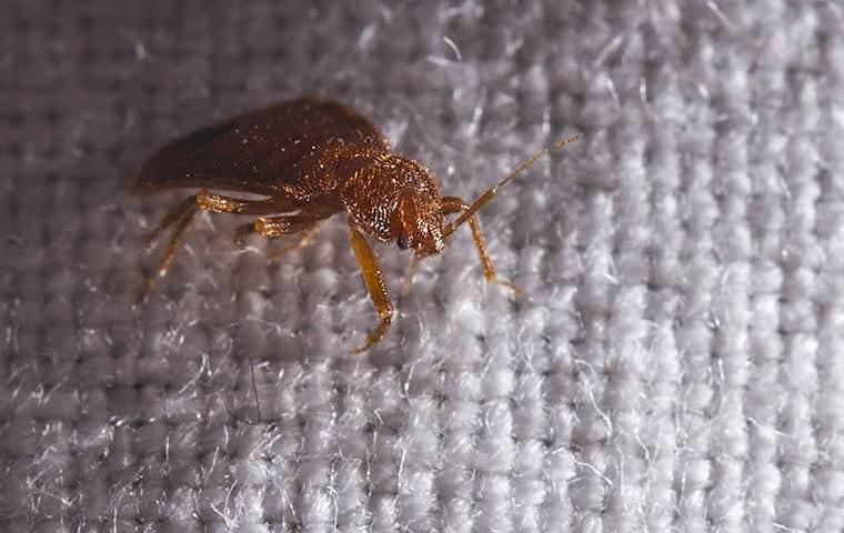 Bed Bugs In Anna: How They Get In And How To Keep Them Out