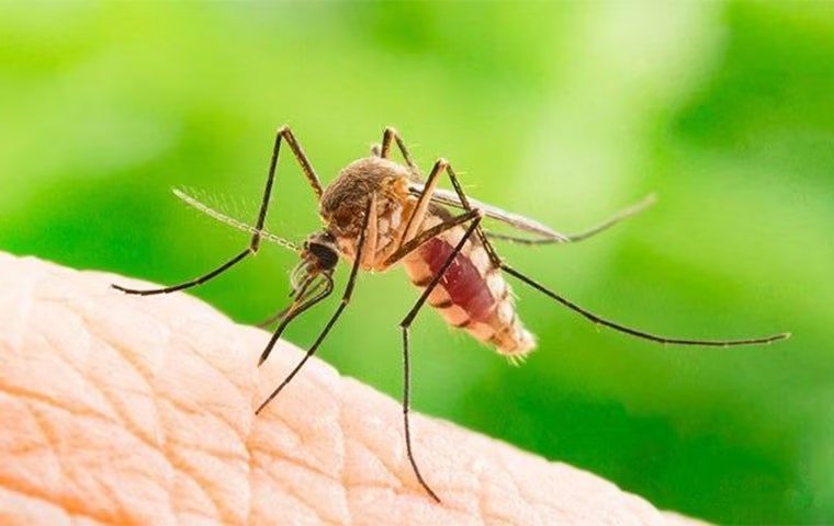 Natural Ways To Deter Mosquitoes In Melissa