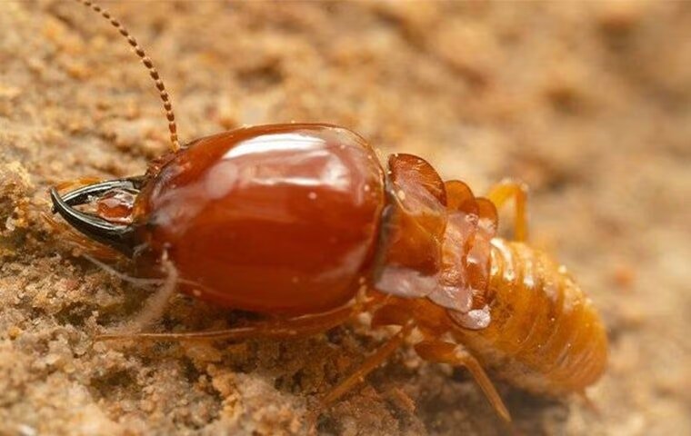 Anna Homeowners’ Complete Guide To Subterranean Termite Control