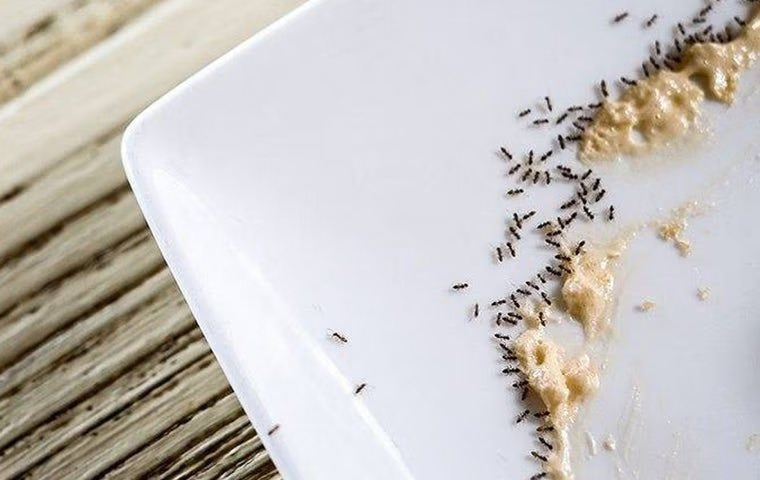 Can The Ants In Anna Be Dangerous?
