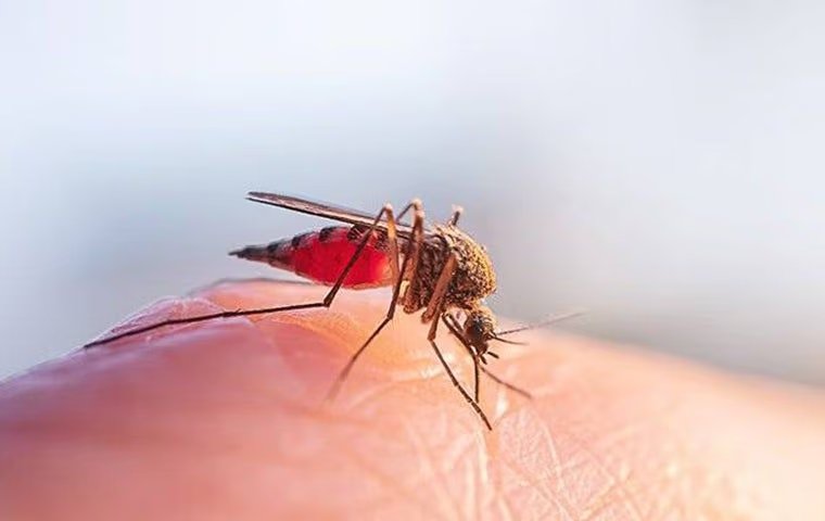 Stay Ahead Of A Potential Mosquito Infestation In Mckinney