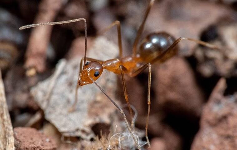 Can I Just Ignore Ants In Anna?
