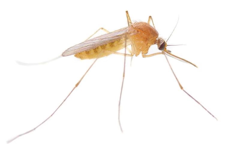 Why You Should Address The Mosquitoes Around Your Melissa Property