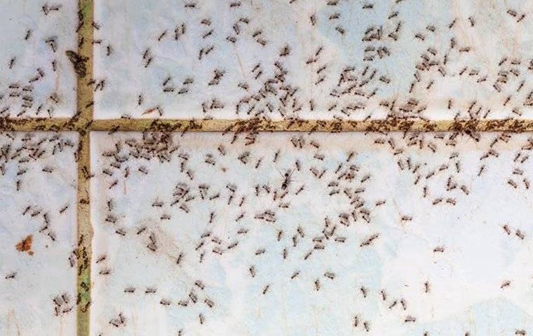 Safeguarding Your Home From Anna’s Ants