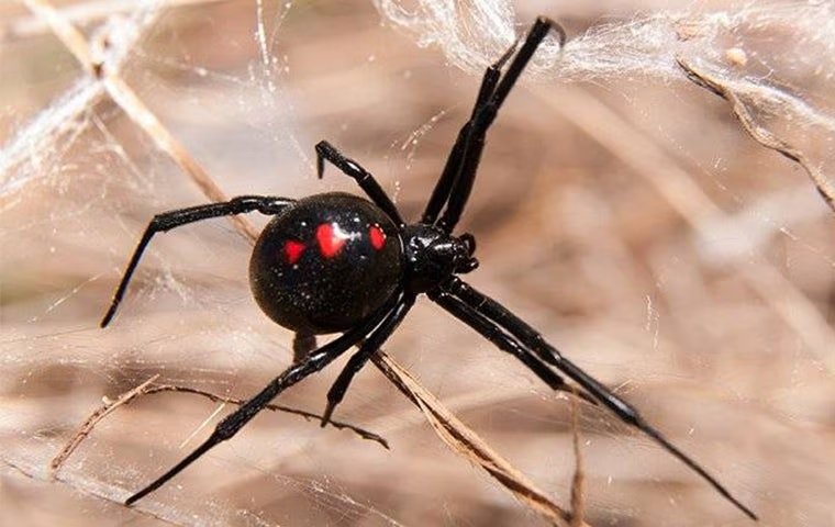 Five Tips For Spider Prevention In McKinney