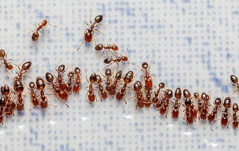 How To Get Rid Of Fire Ants On Your Anna, TX Property