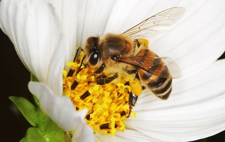 The Best Way To Protect Yourself From Bee Stings In McKinney