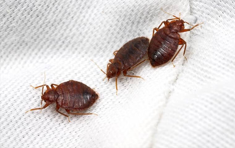 Don’t Let The Bed Bugs Bite: The Effective Control Solution For Your McKinney Home