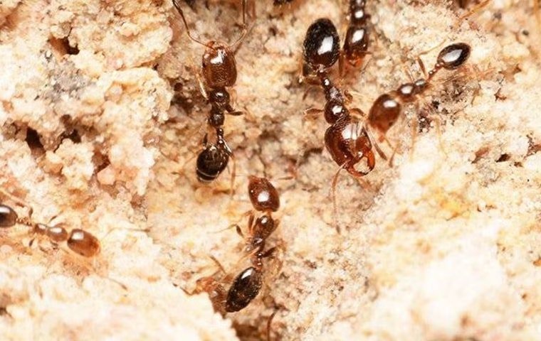 Should You Be Concerned If You Spot Fire Ants Around Your McKinney Home?