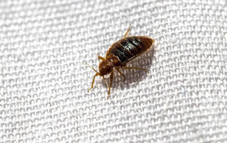 A Handy Guide To Bed Bug Control For McKinney Homeowners