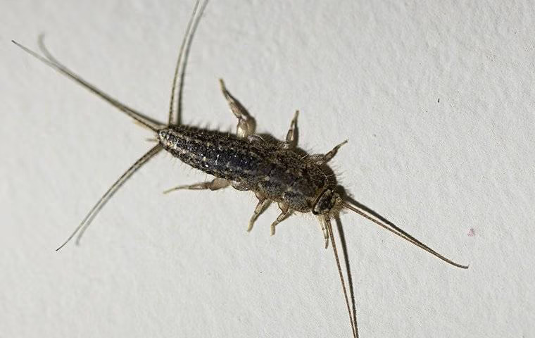 A Helpful Guide To Silverfish Control In McKinney