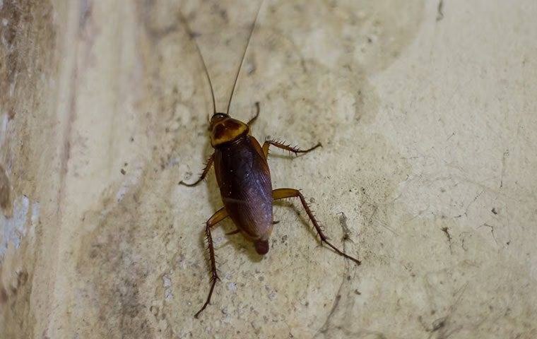 Concerned About The Cockroaches In Melissa?