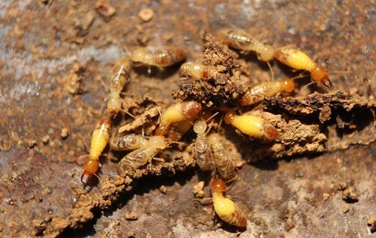 Is Professional Termite Treatment A Necessity In McKinney?