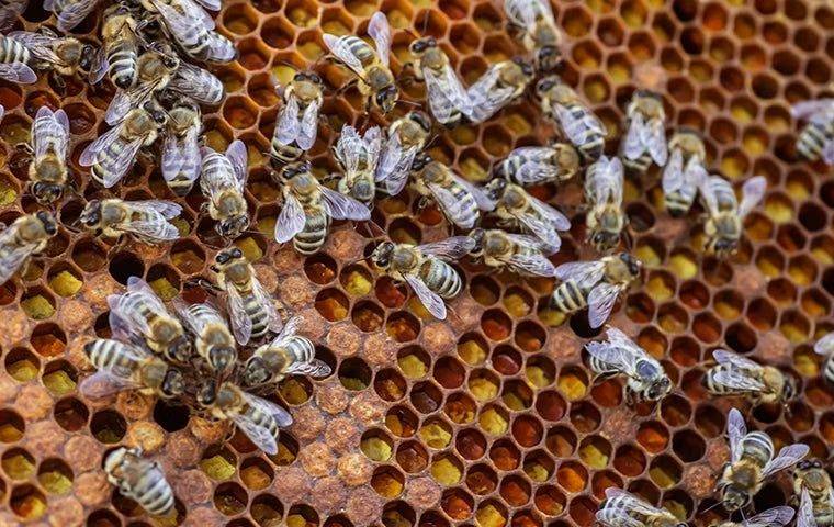 Bee Control 101: Tips for Keeping Bees Away from Your Anna Property