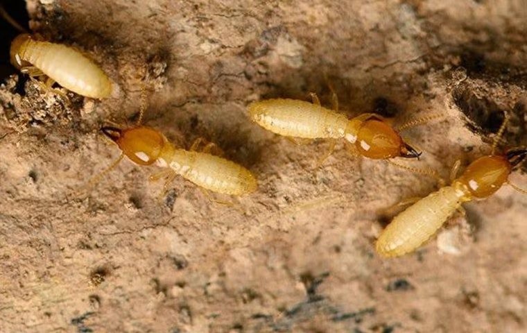 Do You Suspect You Have A Termite Infestation In McKinney?
