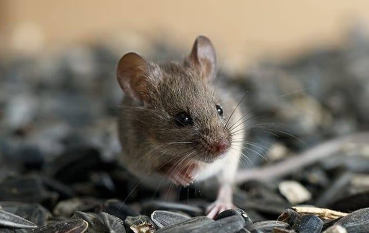 Are The Mice In McKinney Giving You Trouble?