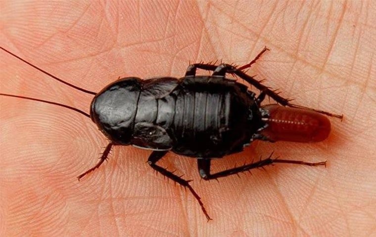 Oriental Roaches In Melissa Can Be Difficult To Exterminate