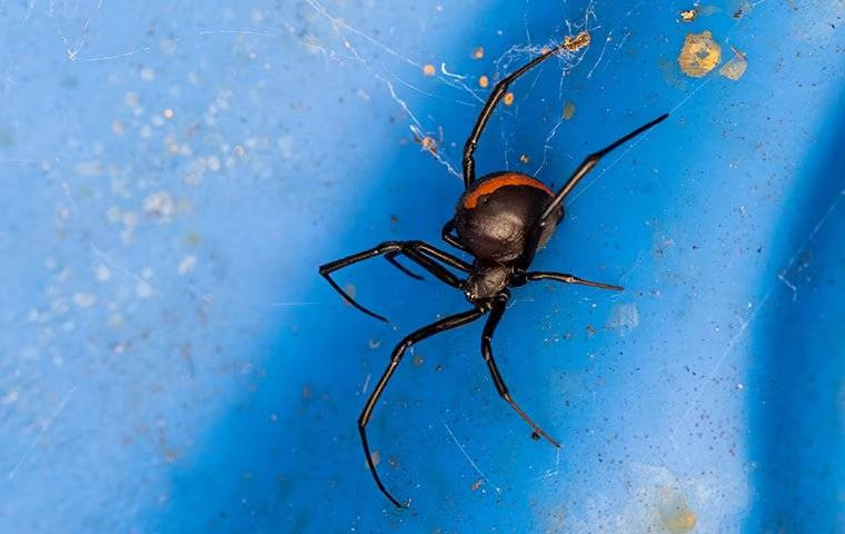 Pest Spotlight: Keeping Black Widow Spiders Out Of Your McKinney Home