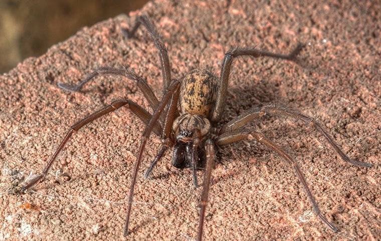 Everything You Should Know About Keeping Spiders Away In McKinney