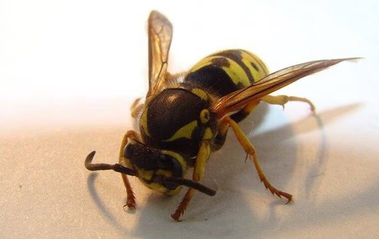 The Safest Way To Get Rid Of A Wasp Nest On Your Anna Property